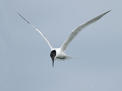 Grote stern/Sandwich tern