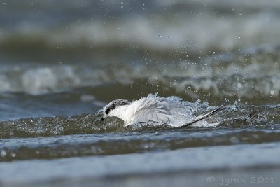 Grote stern/Sandwich tern