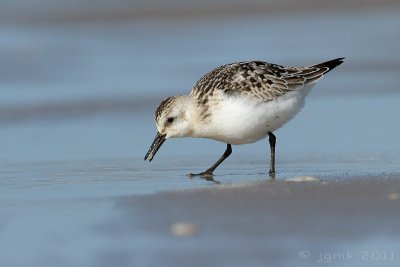 Drieteenstrandloper/Sanderling