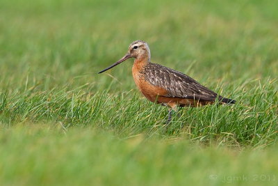 Rosse grutto/Bar-tailed godwit
