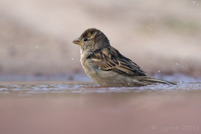 Huismus/House sparrow