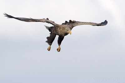 Zeearend/White-tailed eagle