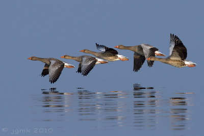 Grauwe gans/Greylag goose