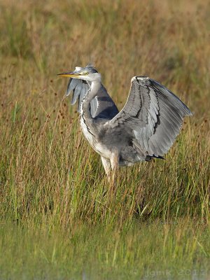 Blauwe reiger/Grey heron