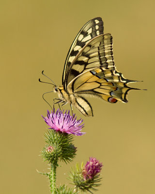 Koninginnenpage/Papilio machaon