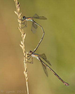 Houtpantserjuffer/Chalcolestes viridis ♂♀