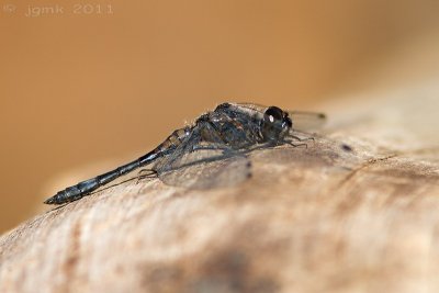 Zwarte heidelibel/Sympetrum danae ♂