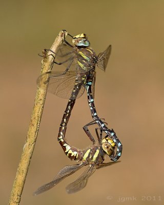 Venglazenmaker/Aeshna juncea ♂♀