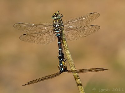 Venglazenmaker/Aeshna juncea ♂♀