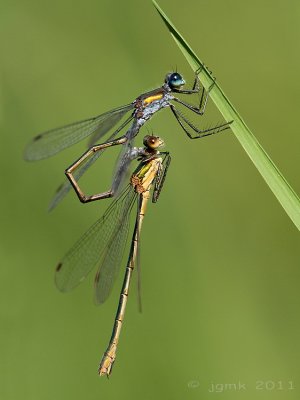 Gewone pantserjuffer/Lestes sponsa ♂♀