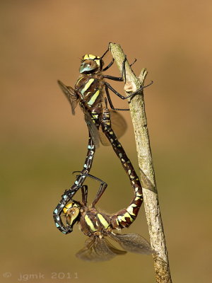 Venglazenmaker/Aeshna juncea ♂♀