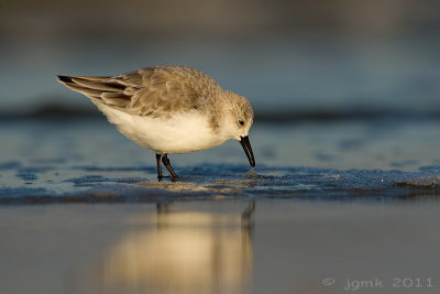 Drieteenstrandloper/Sanderling