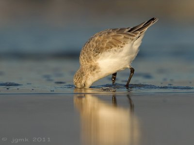 Drieteenstrandloper/Sanderling