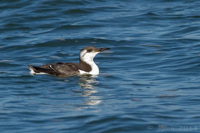 Zeekoet/Guillemot