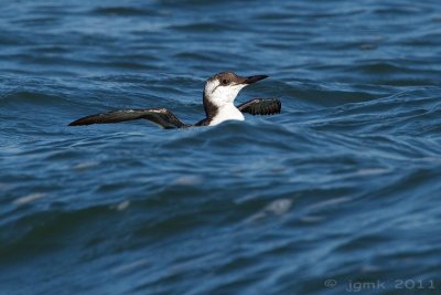 Zeekoet/Guillemot