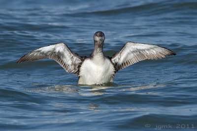 Roodkeelduiker/Red-throated diver