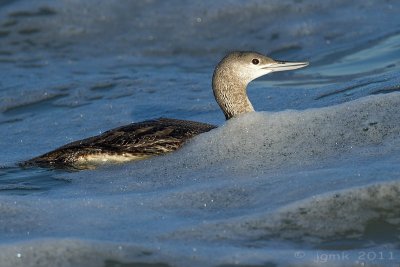 Roodkeelduiker/Red-throated diver