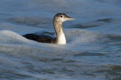 Roodkeelduiker/Red-throated diver