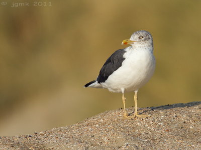 Kleine mantelmeeuw/Lesser Black-backed Gull