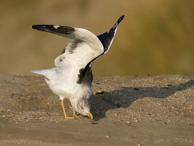 Kleine mantelmeeuw/Lesser Black-backed Gull