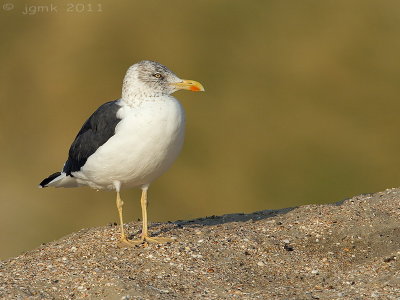 Kleine mantelmeeuw/Lesser Black-backed Gull