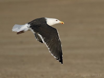 Grote mantelmeeuw/Great Black-backed Gull