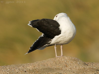 Grote mantelmeeuw/Great Black-backed Gull