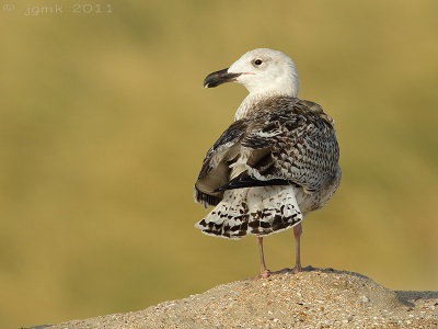 Grote mantelmeeuw/Great Black-backed Gull