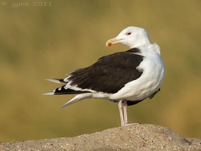 Grote mantelmeeuw/Great Black-backed Gull
