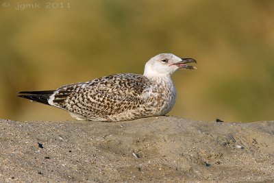 Grote mantelmeeuw/Great Black-backed Gull