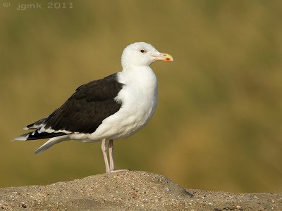 Grote mantelmeeuw/Great Black-backed Gull
