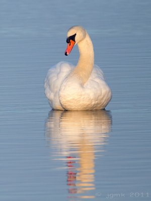 Knobbelzwaan/Mute swan