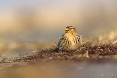 Frater/Twite