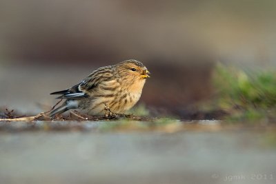 Frater/Twite