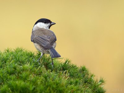 Glanskop/Marsh tit