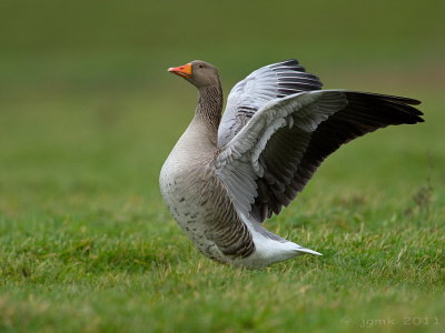 Grauwe gans/Greylag goose