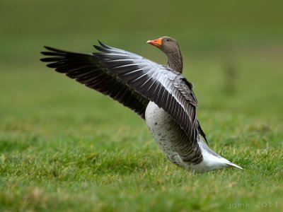Grauwe gans/Greylag goose