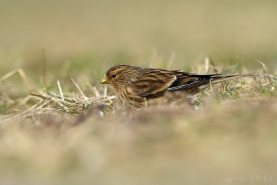 Frater/Twite