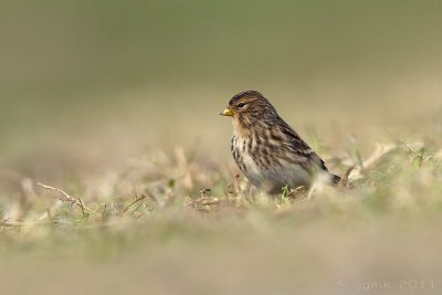 Frater/Twite