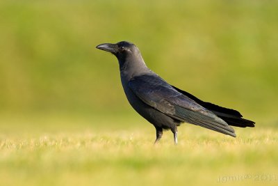 Huiskraai/House crow