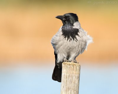 Bonte kraai/Hooded crow