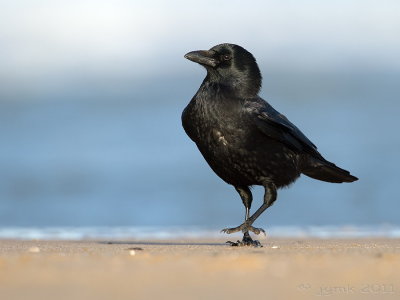 Zwarte kraai/Carrion crow
