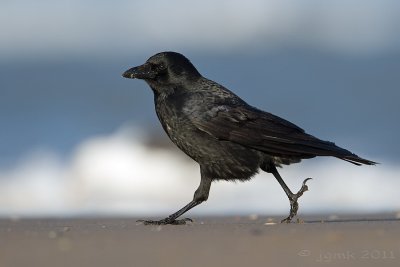 Zwarte kraai/Carrion crow