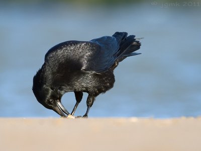Zwarte kraai/Carrion crow