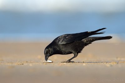 Zwarte kraai/Carrion crow