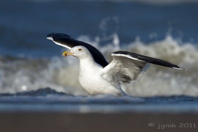 Grote mantelmeeuw/Great Black-backed Gull