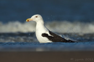 Grote mantelmeeuw/Great Black-backed Gull
