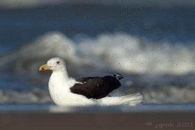 Grote mantelmeeuw/Great Black-backed Gull