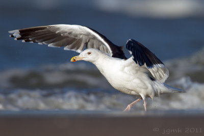 Grote mantelmeeuw/Great Black-backed Gull