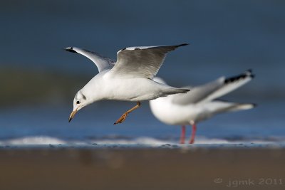 Kokmeeuw/Black-headed gull